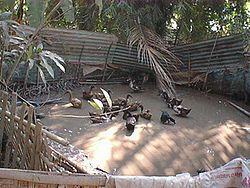 Canards dans une ferme en Thaïlande